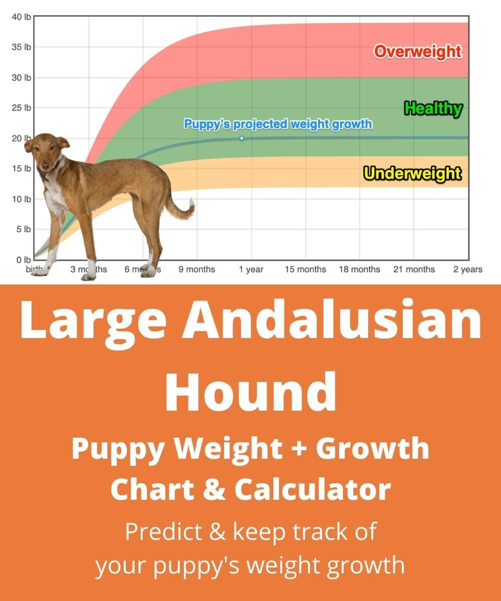 large-podenco-andaluz Puppy Weight Growth Chart large-podenco-andaluz Puppy Weight Growth Chart